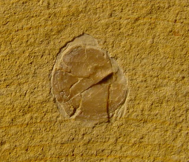 Physodoceras sp. HYATT 1900 mit Epkie (Serpeln, Cirripediern) - Bild © FossNet FossilienStore